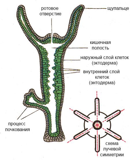 Kraken актуальный сайт