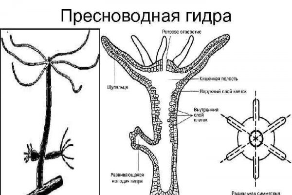Пользователь не найден кракен что делать