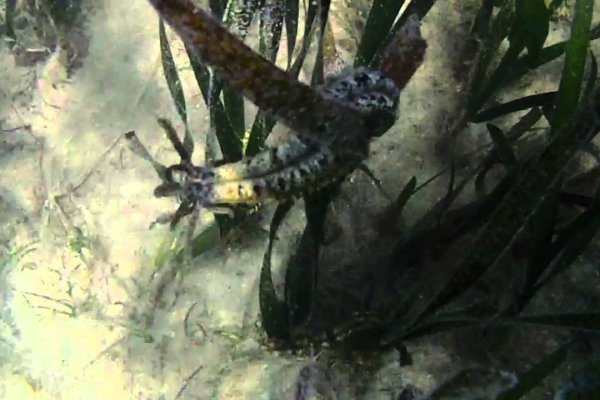 Kraken наркотики сайт